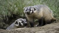 jezevec dva badger-4814484 1280
